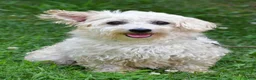 Maltipoo dogs for sale: Montey - Ad 9