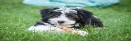 Havanese dogs for sale: Levi - Ad 6