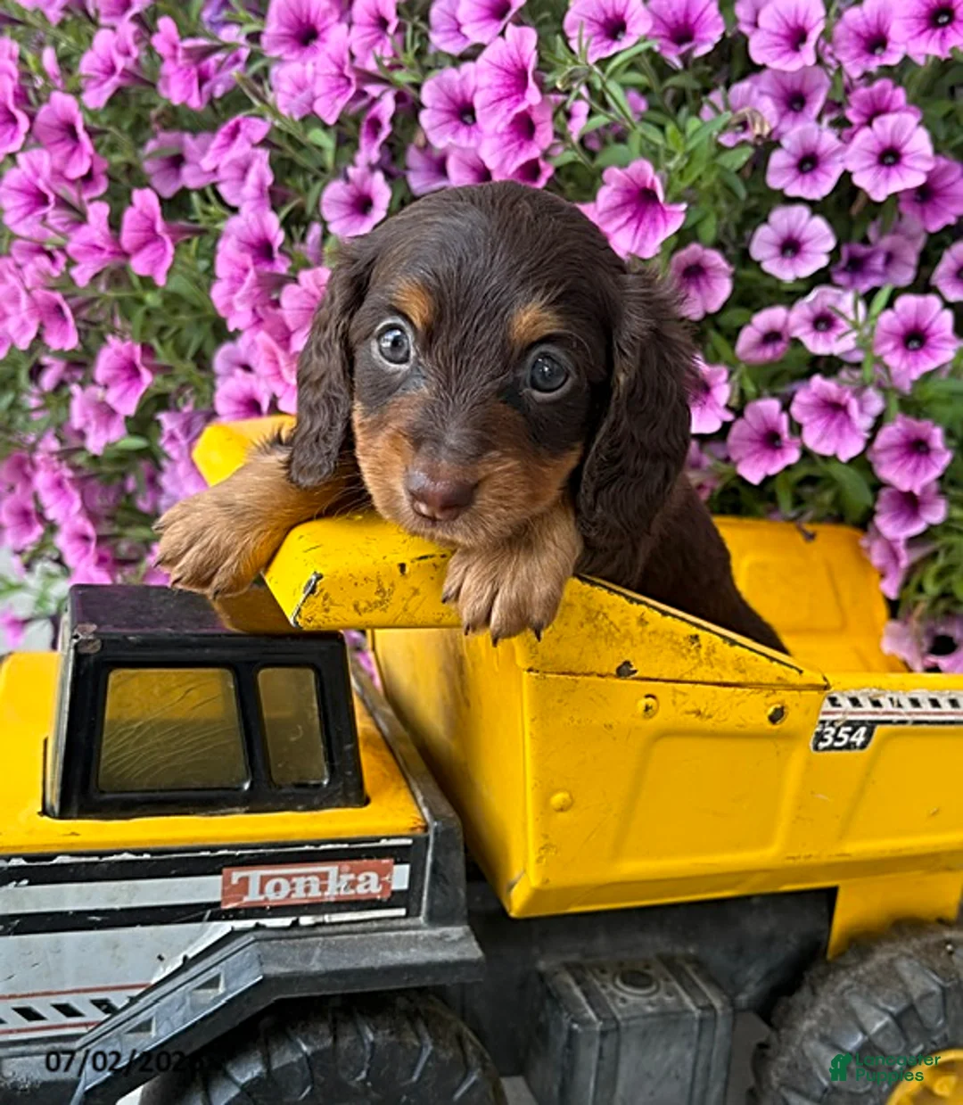 Dachshund dogs for sale: Ollie - Ad 1
