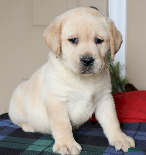 Labrador Retriever dogs for sale:  Winston - Champ lines - Ad 2