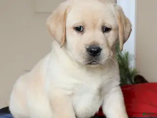 Labrador Retriever dogs Winston - Champ lines - Ad 26