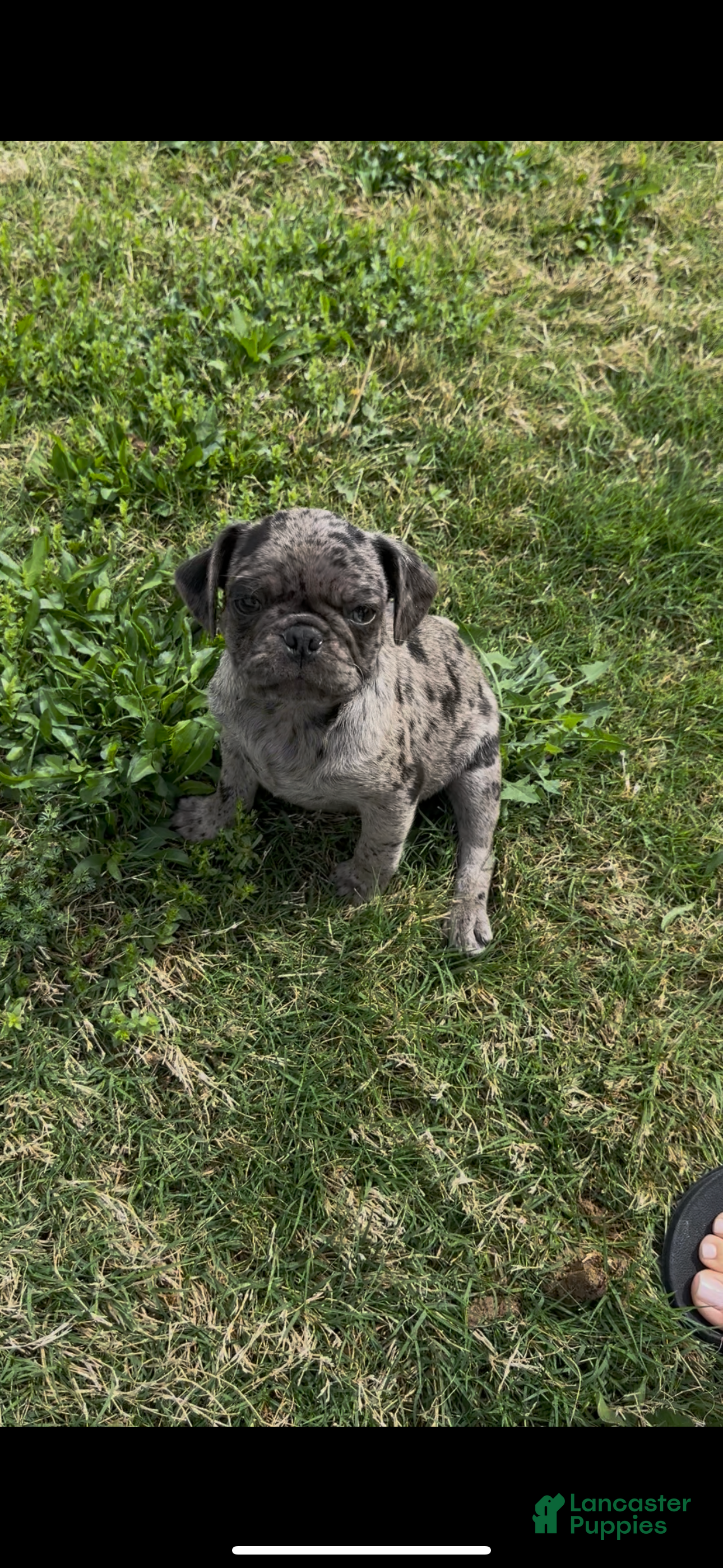 Pug dogs Caspian - Ad 3