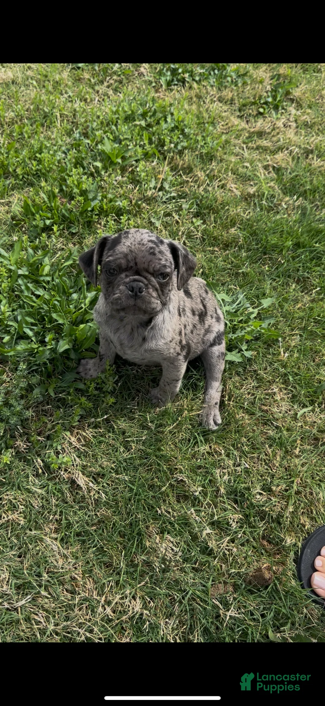 Pug dogs for sale: Caspian - Ad 1