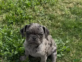 Pug dogs Caspian - Ad 3