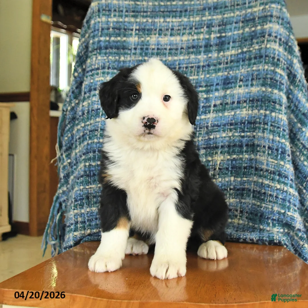Mixed Breed dogs for sale: Birch - Ad 2