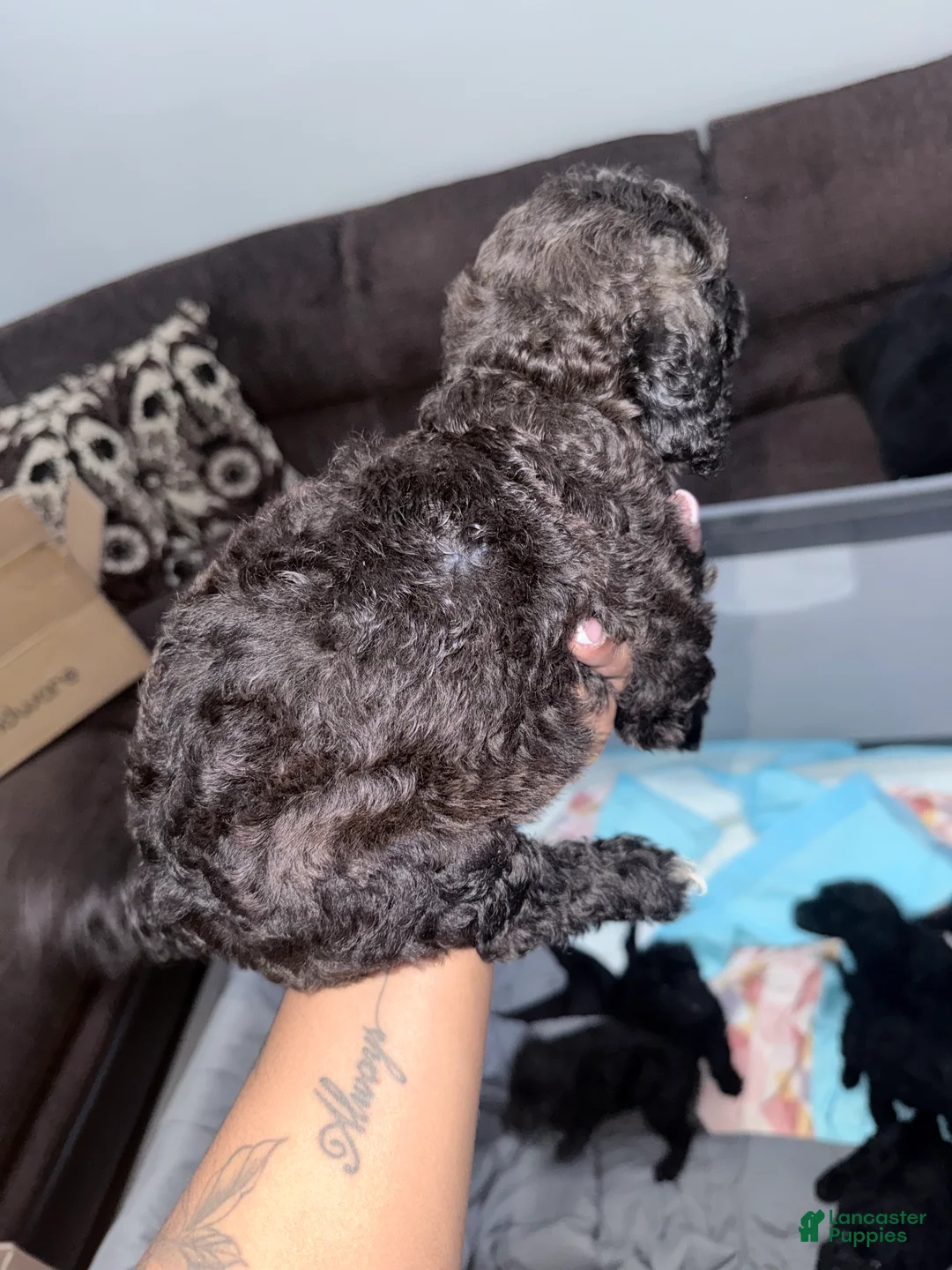 Double Doodle dogs for sale: Purple - Ad 1