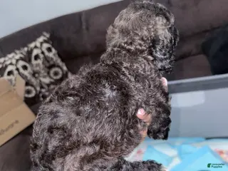 Double Doodle dogs Purple - Ad 24