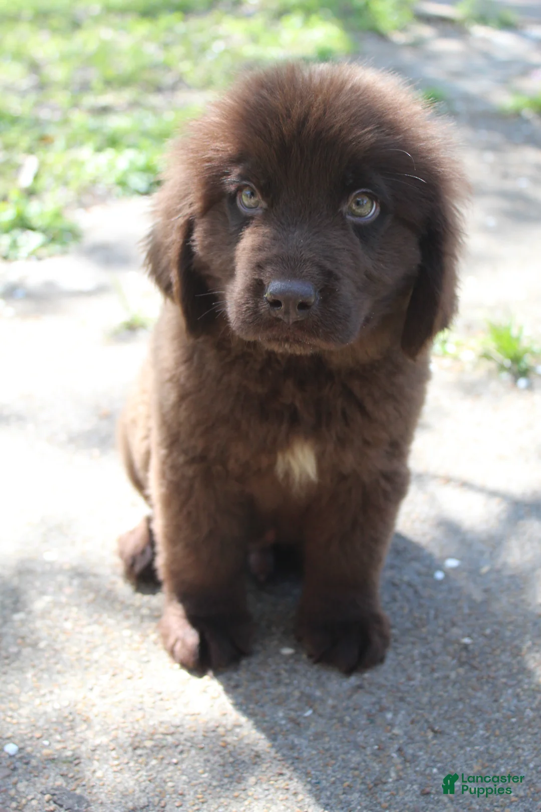 Newfoundland dogs for sale: Scout - Ad 1