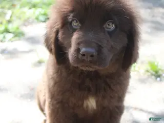 Newfoundland dogs Scout - Ad 5