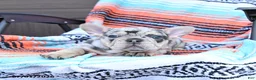 Mixed Breed dogs for sale: Checkers - Ad 3