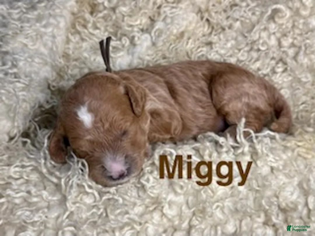 Cavapoo dogs for sale: Miggy - Ad 1