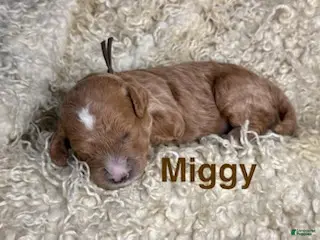 Cavapoo dogs Miggy - Ad 13
