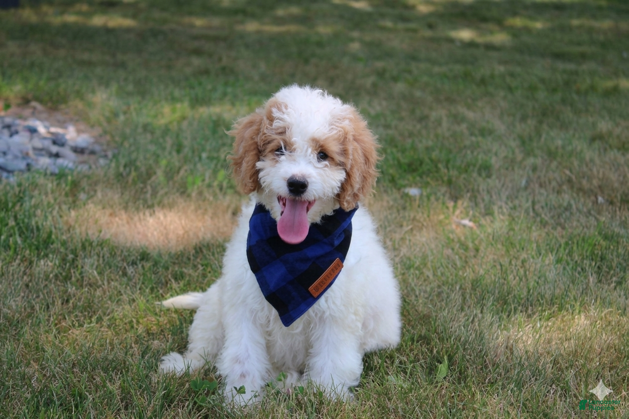 Mini Goldendoodle dogs Rose - Ad 2