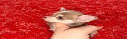 Chihuahua dogs for sale: Firdie - Ad 3