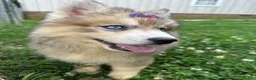 Siberian Husky dogs for sale: RISA - Ad 9