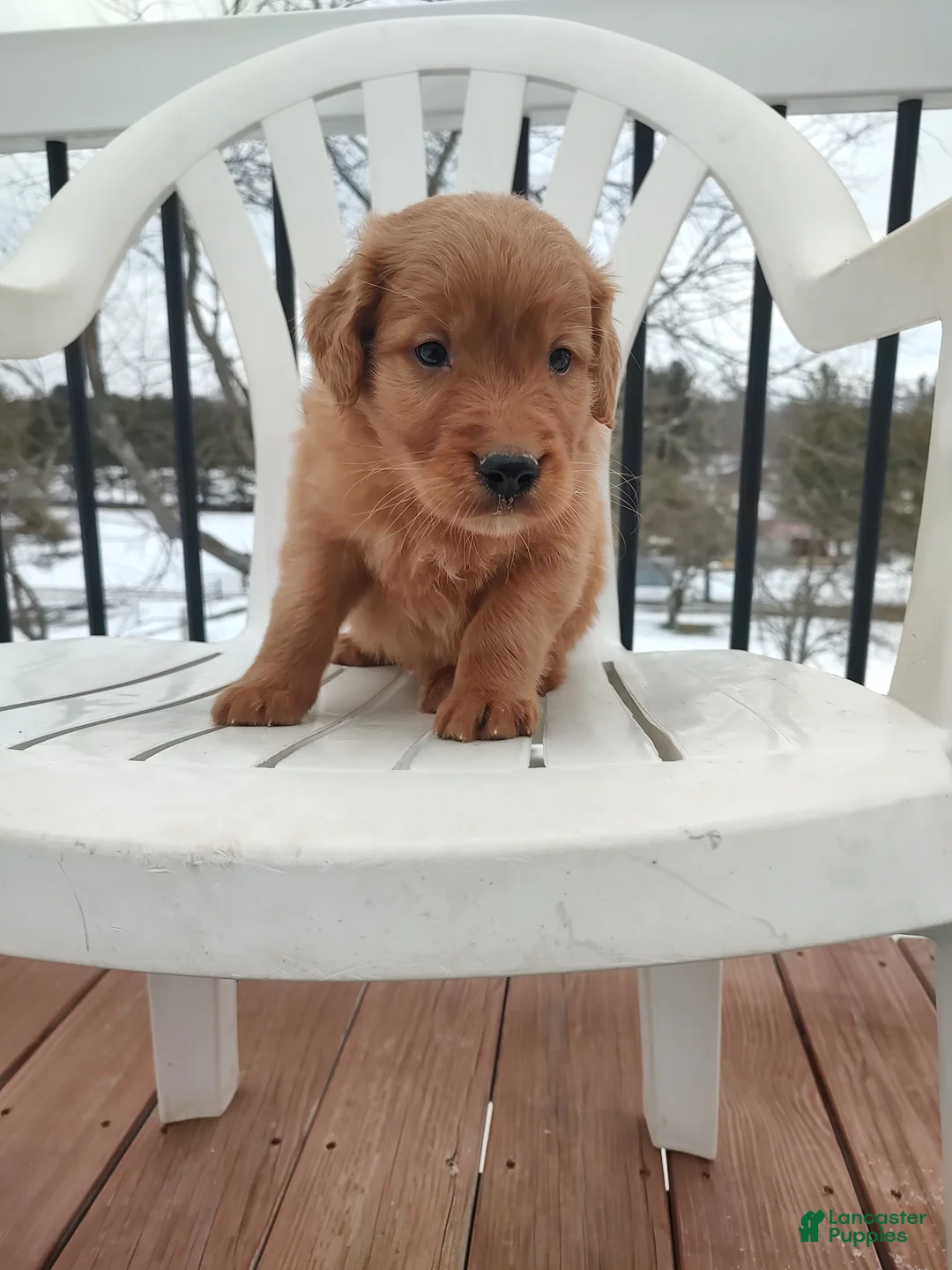 Mixed Breed dogs for sale: Rio - Ad 4