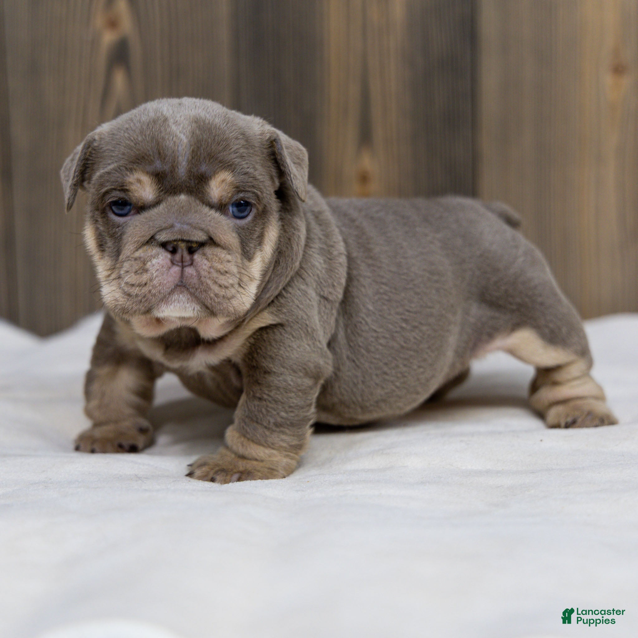 English Bulldog dogs Indigo Pearl English Bulldog Puppy  - Ad 2