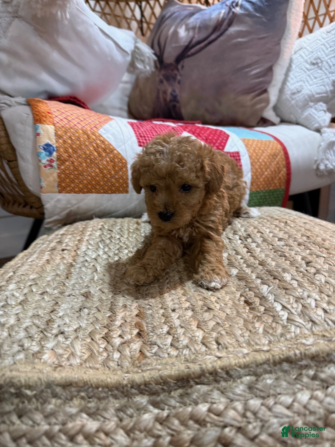 Mini Aussiedoodle dogs for sale: Max - Ad 4