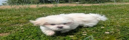 Malshi dogs for sale: Sherpa  - Ad 6