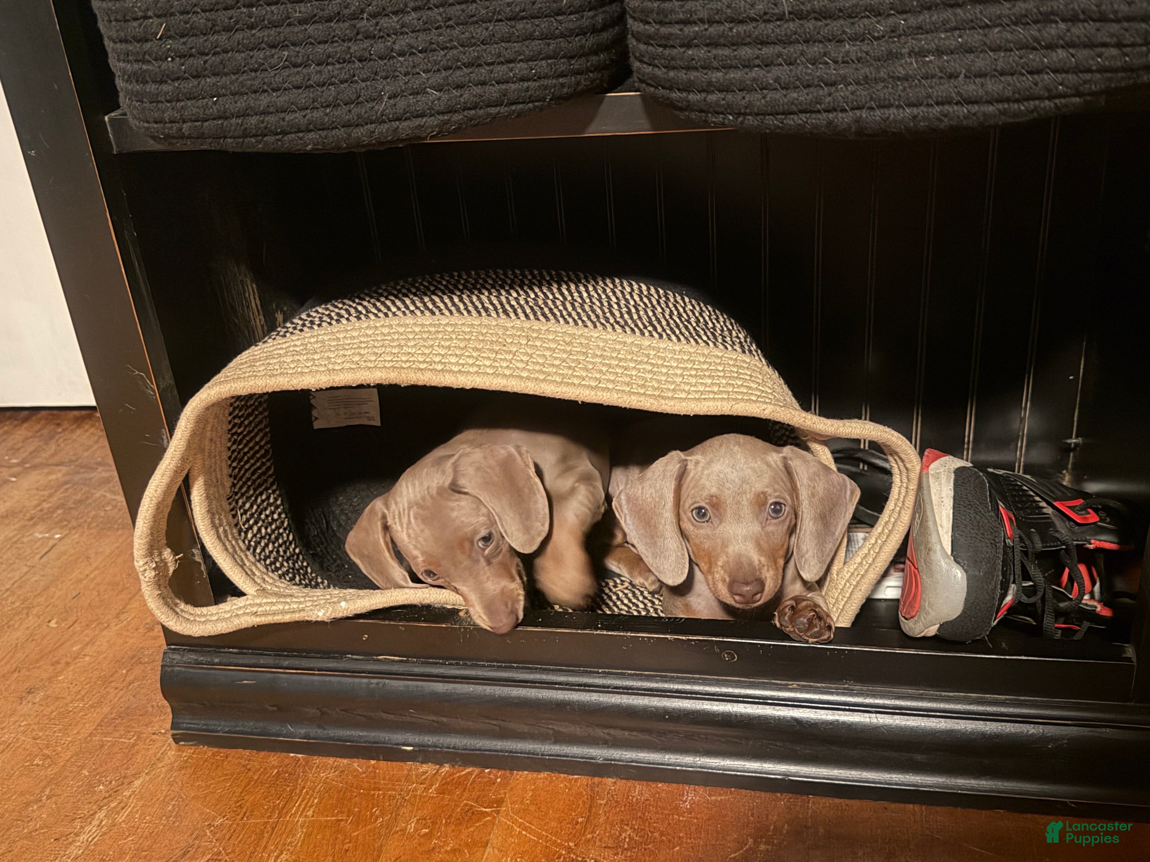 Miniature Dachshund dogs Miniature Dachshund Puppy 1 - Ad 2