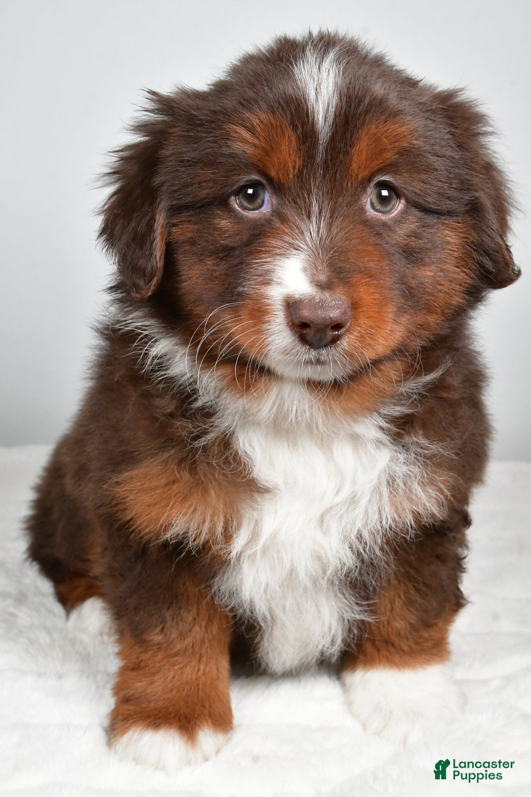 Miniature Australian Shepherd dogs for sale: Rover - Ad 2