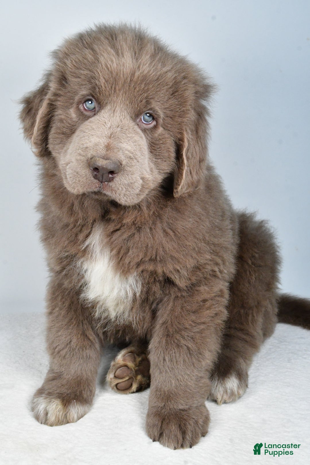 Newfoundland dogs for sale: Bingo - Ad 4