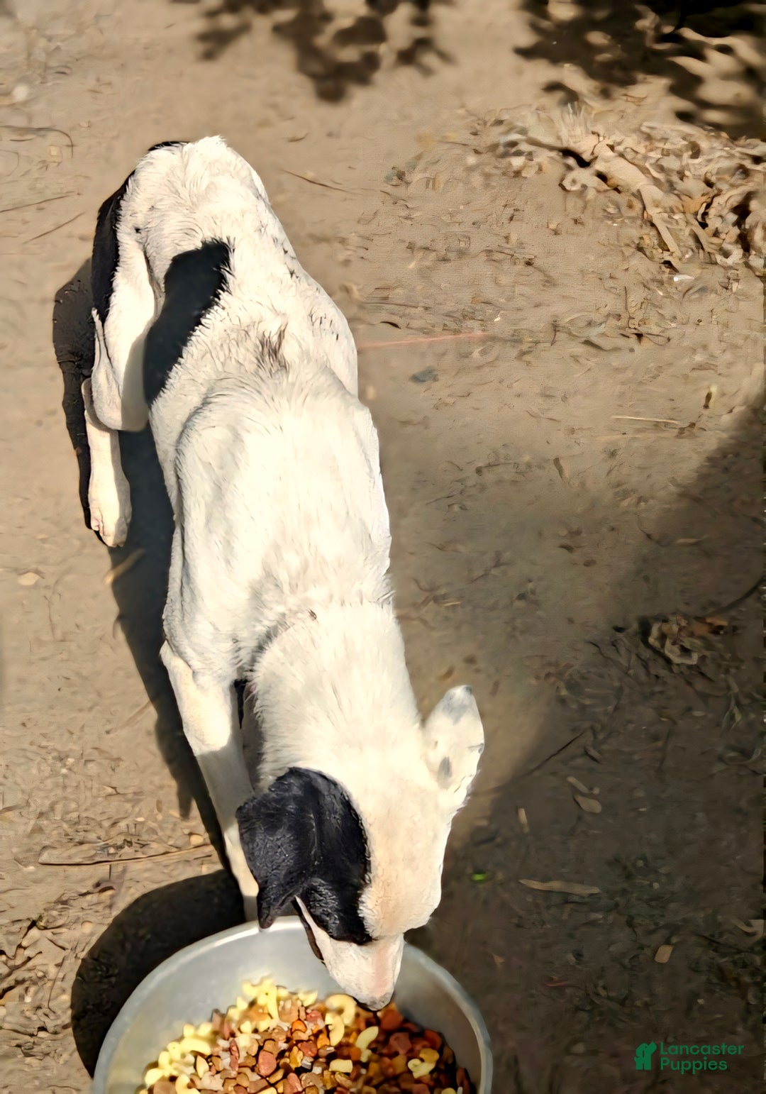 Border Collie dogs for sale: Dreami (Runt) - Ad 15