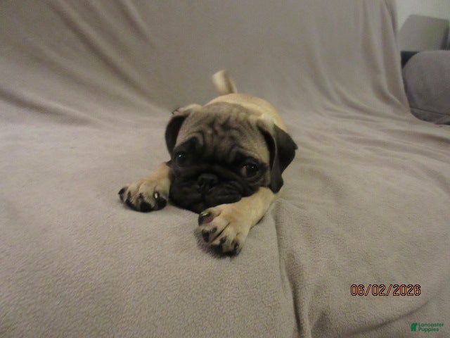 Pug dogs for sale: Clyde - Ad 7
