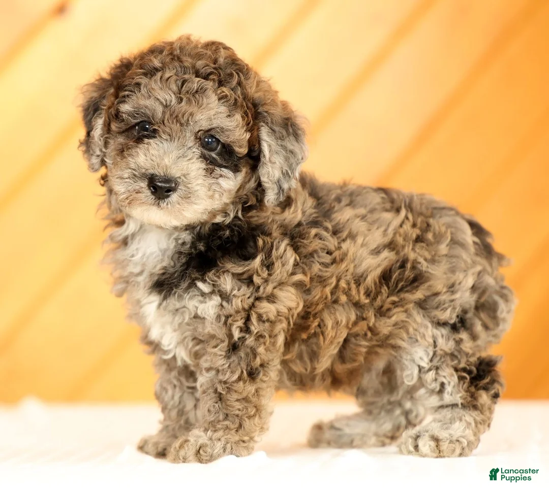 Toy Poodle dogs for sale: Domino - Ad 2