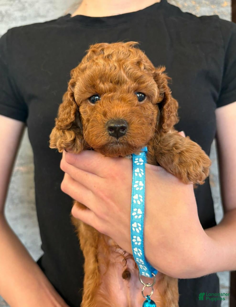 Cockapoo dogs Wendy - Ad 31