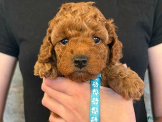 Cockapoo dogs Wendy - Ad 20