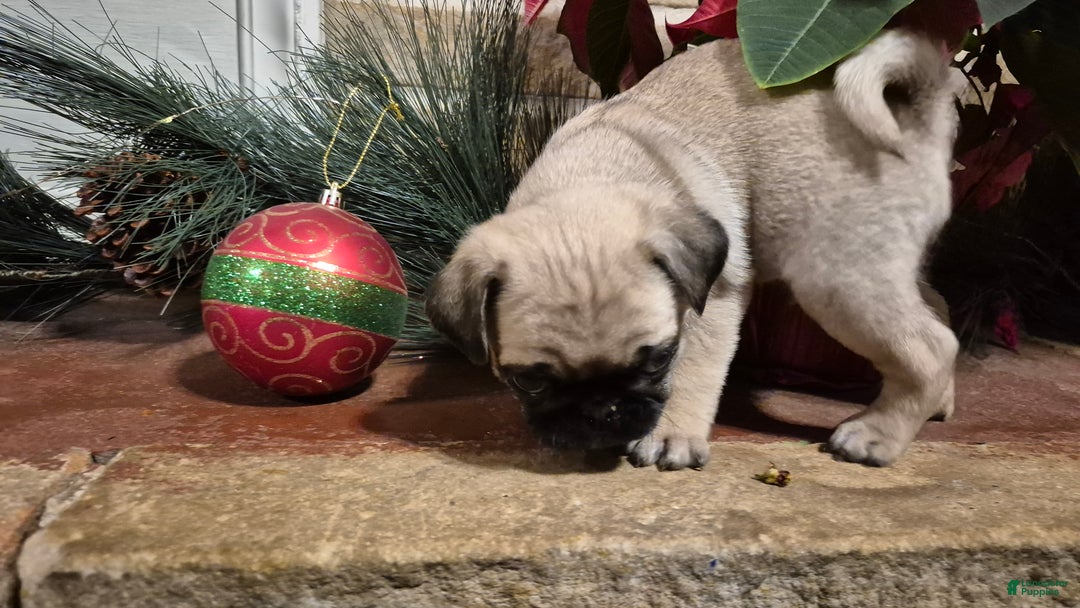 Pug dogs for sale: Pug Puppy 1 - Ad 4