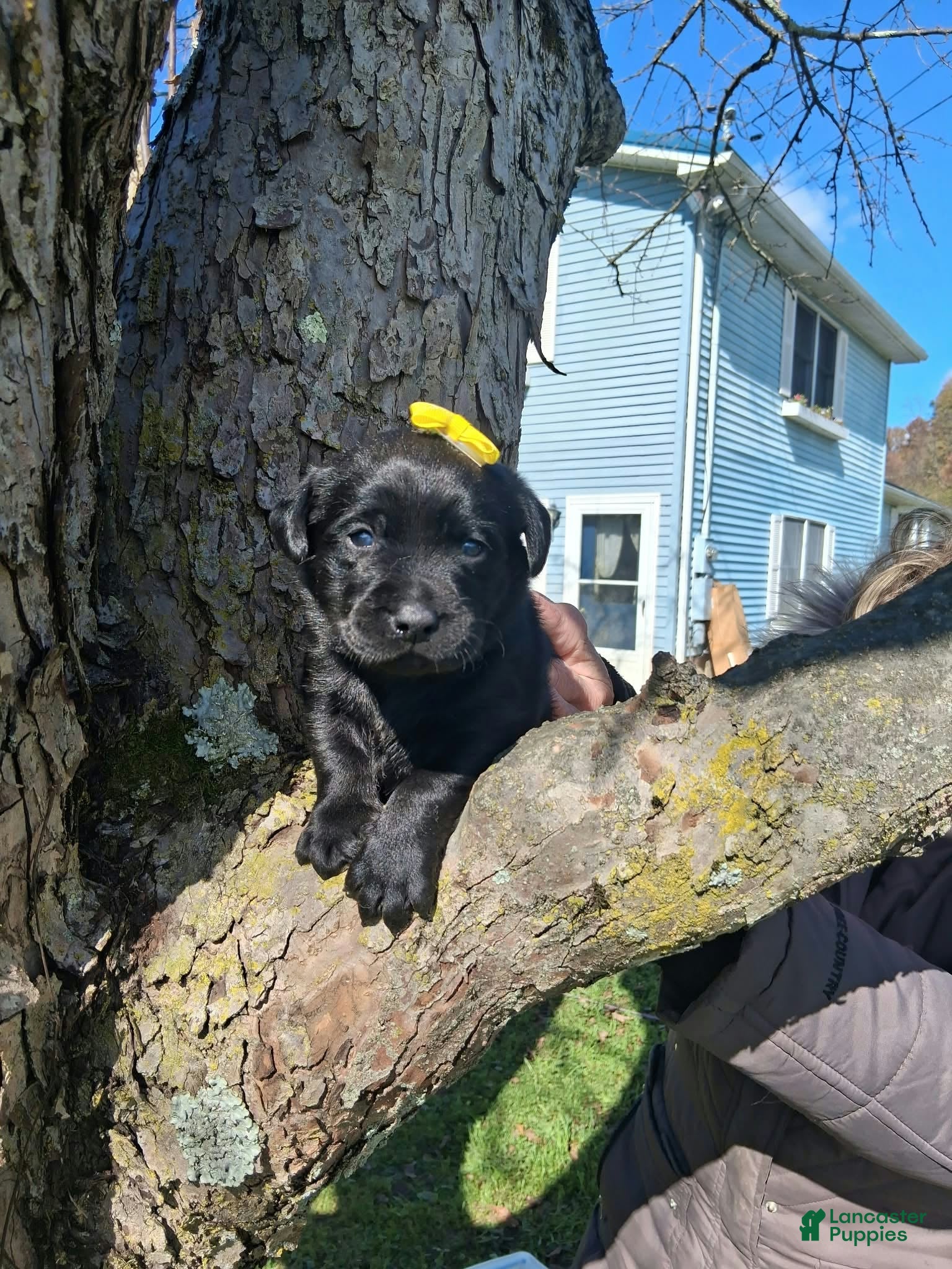 Labrador Retriever dogs for sale: Darci - Ad 2