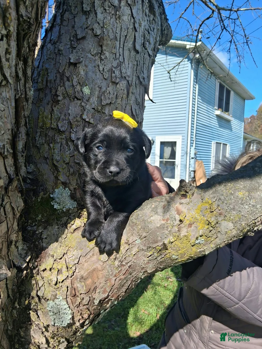 Labrador Retriever dogs for sale: Darci - Ad 2