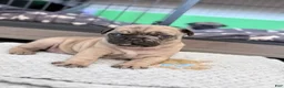 Pug dogs for sale: Bluey  - Ad 4
