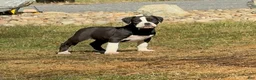 Alapaha Blue Blood Bulldog dogs for sale: BEA Javelin - Ad 1