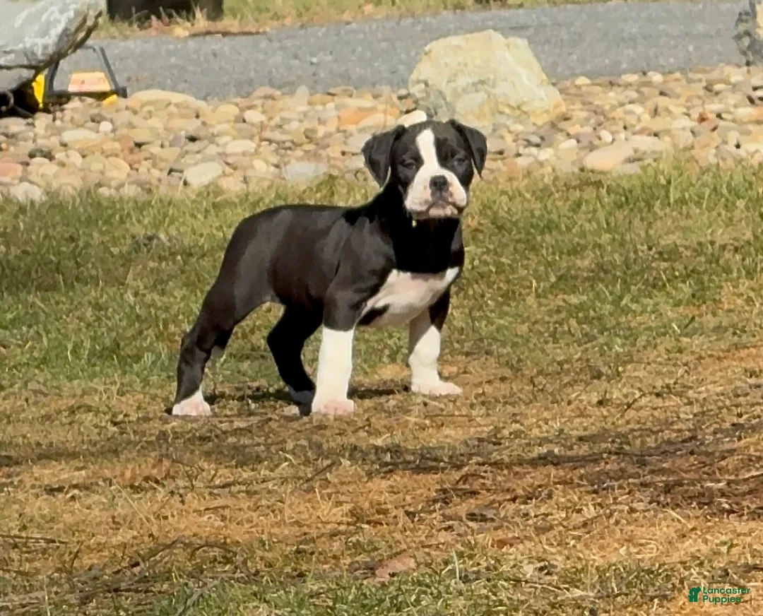 Alapaha Blue Blood Bulldog dogs for sale: BEA Javelin - Ad 1