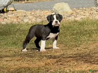 Alapaha Blue Blood Bulldog dogs BEA Javelin - Ad 5