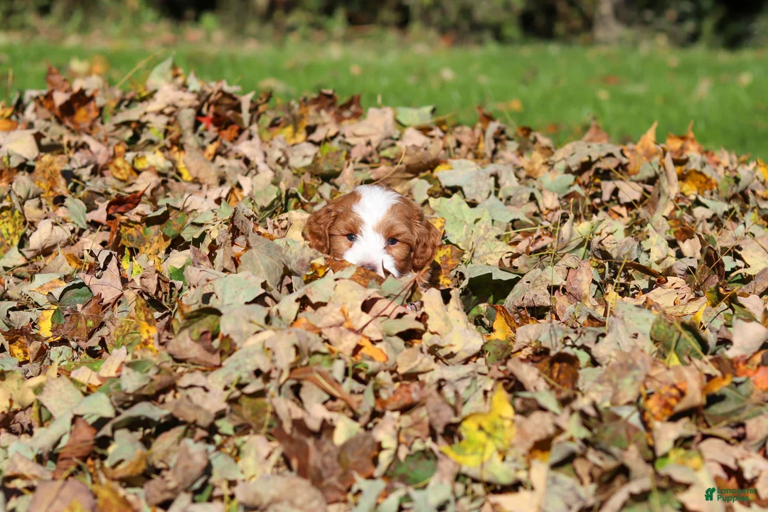 Cavapoo dogs for sale: Myles - Ad 2