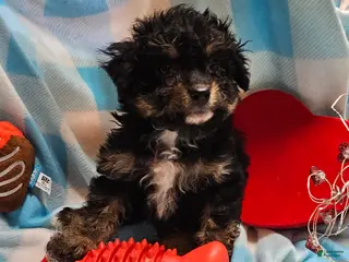 Cavapoo dogs for sale: POMAGRANT - Ad 3
