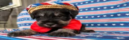 Miniature Schnauzer dogs for sale: Kayla Miniature Schnauzer  - Ad 5