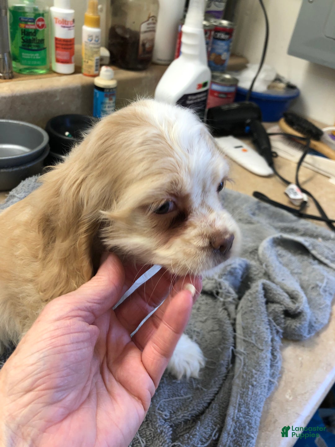 Cocker Spaniel dogs for sale: Vet checked perfect  - Ad 16