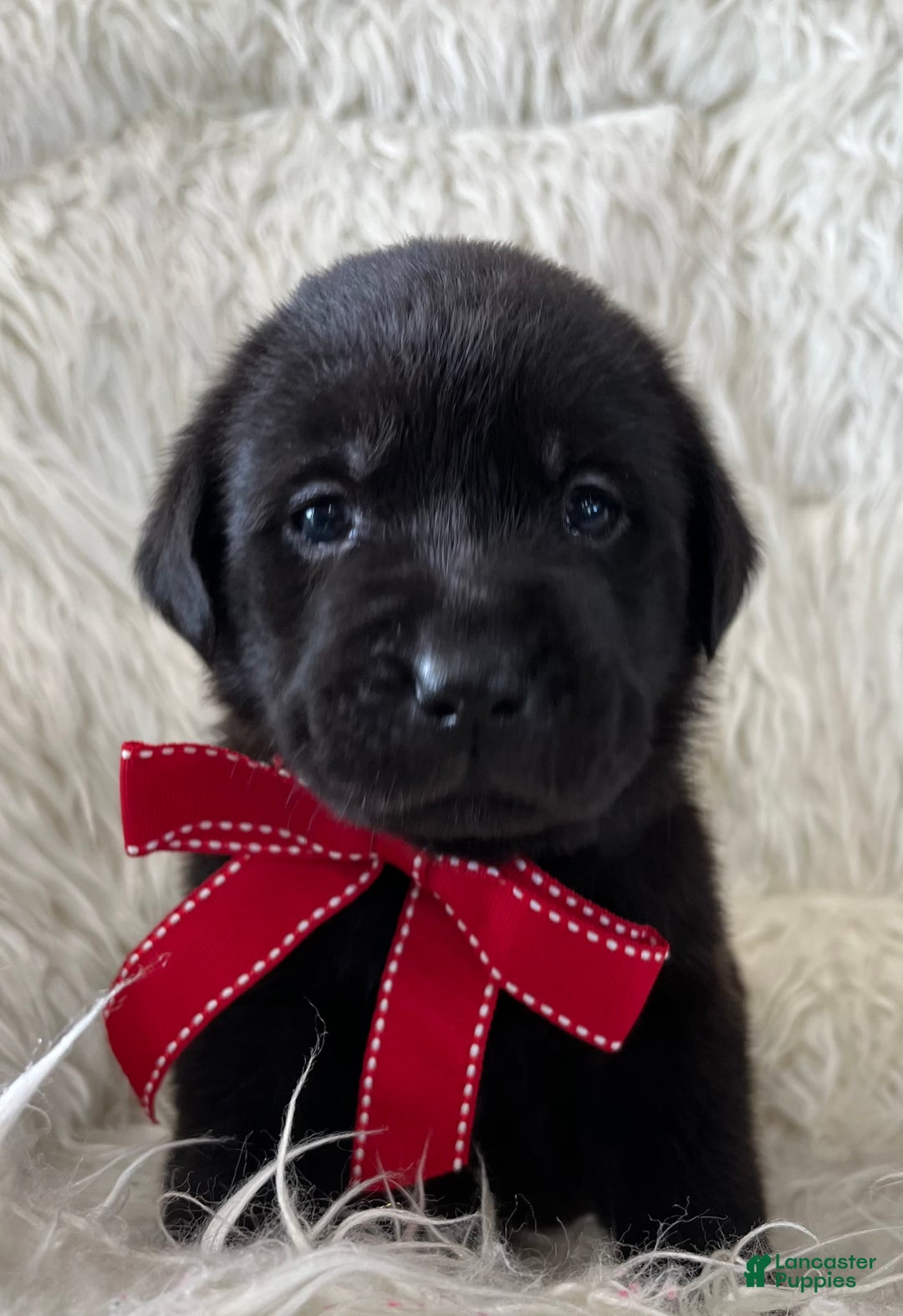 Labrador Retriever dogs for sale: Lexy - Ad 2