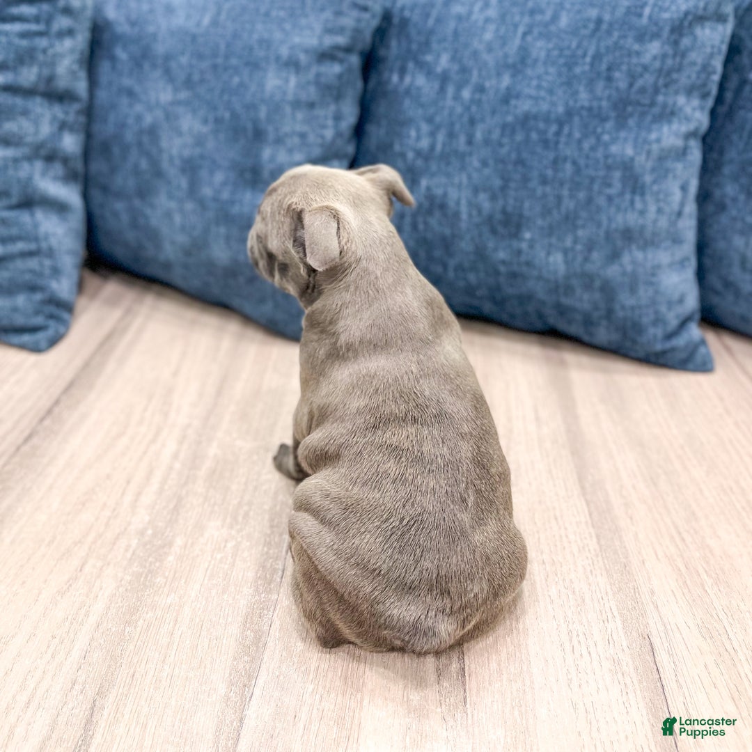 Frenchton dogs for sale: Gabby - Ad 3