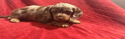 Miniature Dachshund dogs for sale: Miniature Dachshund Puppy Huey - Ad 6