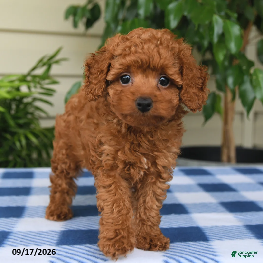 Miniature Poodle dogs for sale: Caleb - Ad 2