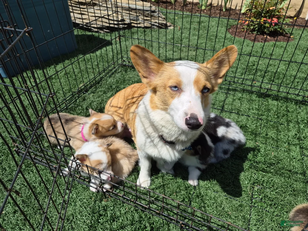 Welsh Corgi Pembroke dogs for sale: Pink - Ad 4