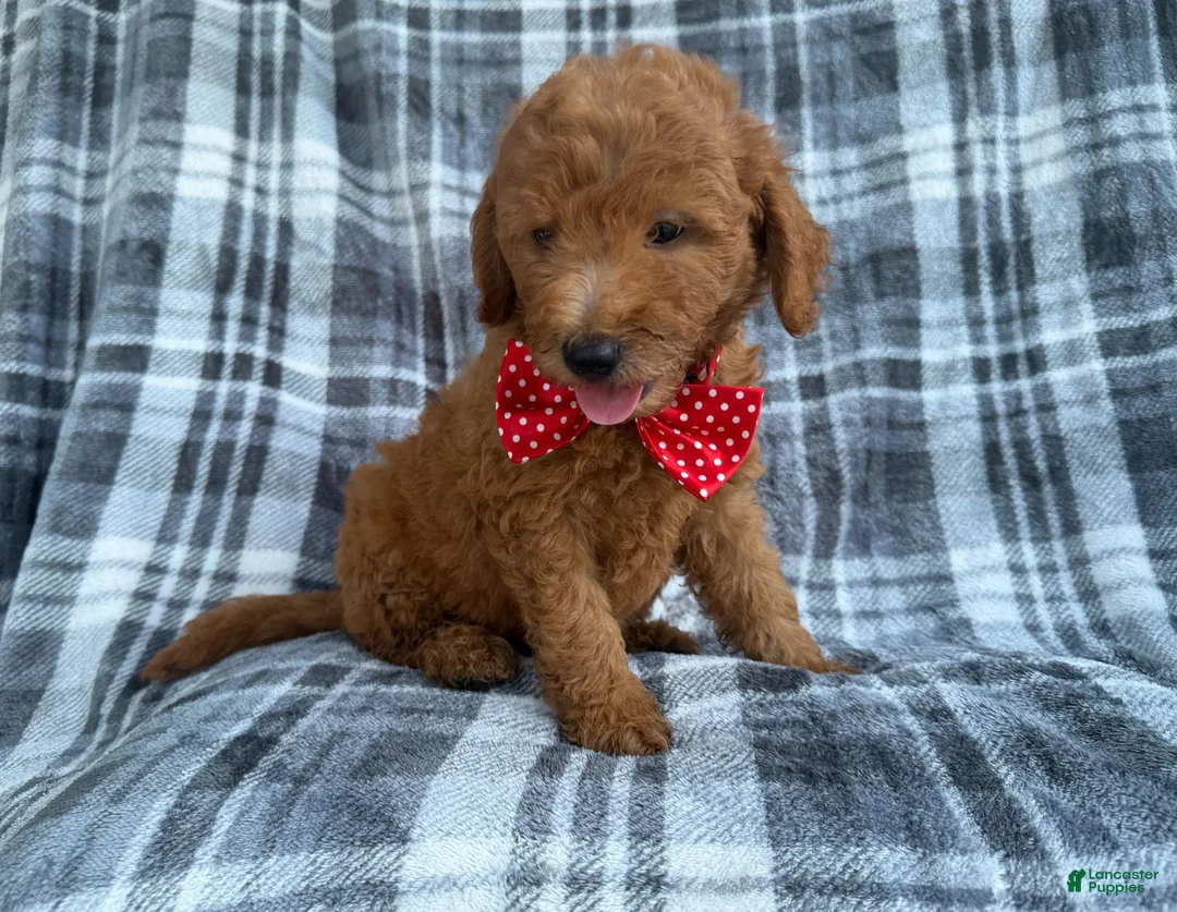 Mini Goldendoodle dogs for sale: Logan - Ad 2