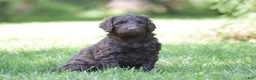 Portuguese Water Dog dogs for sale: Magnolia - Ad 5