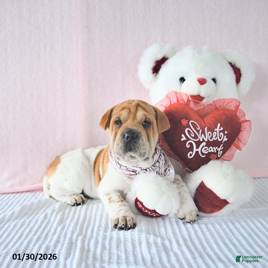 Mini Hippo dogs Dakota - Ad 5